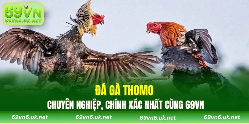 Đá Gà Thomo